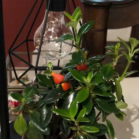 Hostel Funchal109 Hostel