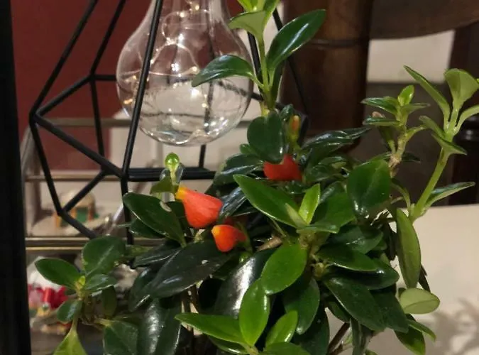 Vandrerhjem Funchal109 Hostel